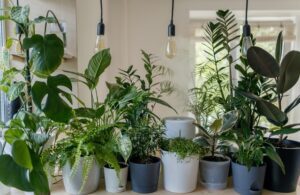 How to Choose an Anniversary Gift for Wife - Indoor Garden
